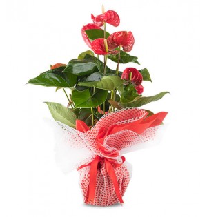 Anthurium Saksı Çiçeği (Büyük Boy)
